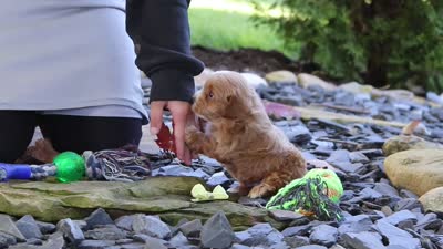 Luca, a male Maltipoo for sale in Millersburg, OH – 6 of 6