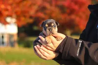 Pumpkin, a female French Bulldog for sale in Millersburg, OH – 10 of 10