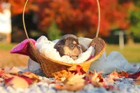 Pumpkin, a female French Bulldog for sale in Millersburg, OH – 4 of 10