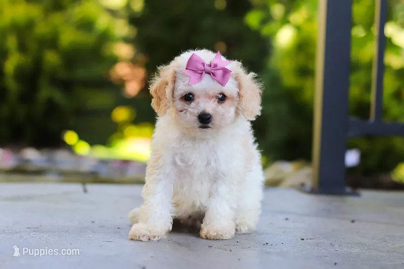 Maisie – Cavapoo puppy for sale in Millersburg, OH