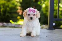 Maisie, a female Cavapoo for sale in Millersburg, OH – 1 of 8