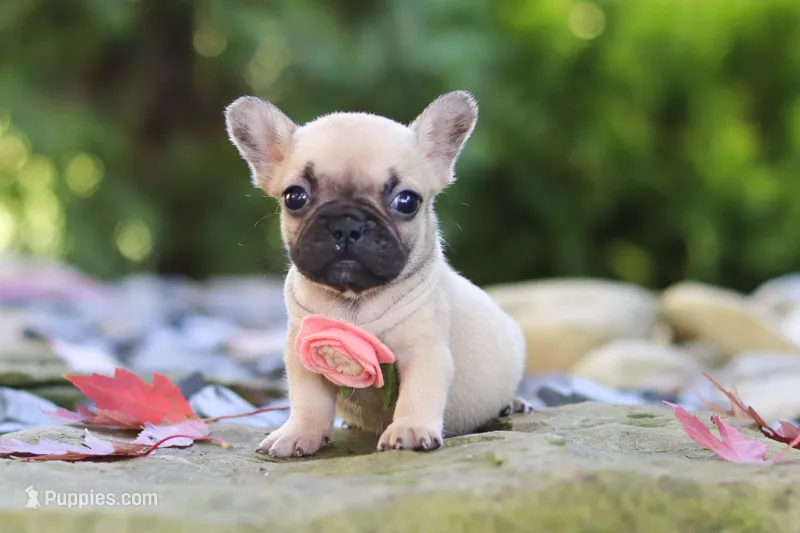 Brielle – French Bulldog puppy for sale in Millersburg, OH