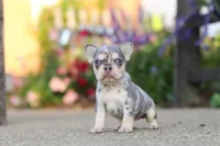 Sienna, a female French Bulldog for sale in Millersburg, OH – 9 of 10