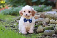 Hudson, a male Cavapoo for sale in Millersburg, OH – 5 of 8