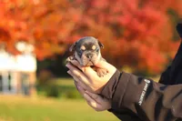 Pumpkin, a female French Bulldog for sale in Millersburg, OH – 2 of 10