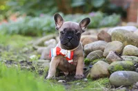 Benny, a male French Bulldog for sale in Millersburg, OH – 2 of 6