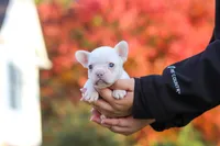 Waylon, a male French Bulldog for sale in Millersburg, OH – 4 of 6