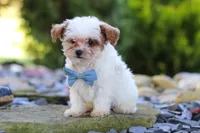 Marley, a male Cavapoo for sale in Millersburg, OH – 2 of 7