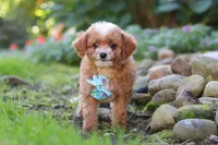 Murphy, a male Cavapoo for sale in Millersburg, OH – 6 of 7