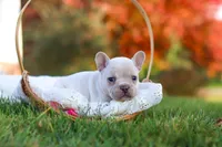 Chester, a male French Bulldog for sale in Millersburg, OH – 8 of 10