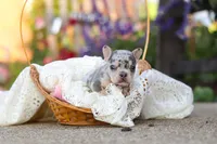 Ember, a female French Bulldog for sale in Millersburg, OH – 9 of 10