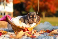 Pumpkin, a female French Bulldog for sale in Millersburg, OH – 7 of 10