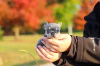 Maple, a female French Bulldog for sale in Millersburg, OH – 2 of 8