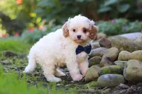 Hudson, a male Cavapoo for sale in Millersburg, OH – 6 of 8