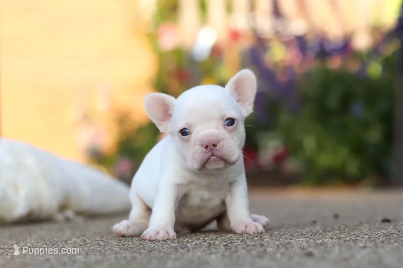 Waylon – French Bulldog puppy for sale in Millersburg, OH