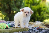 Mila, a female Cavapoo for sale in Millersburg, OH – 3 of 6