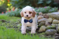 Hudson, a male Cavapoo for sale in Millersburg, OH – 3 of 8