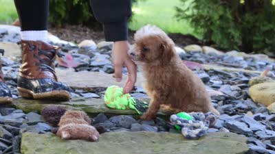 Murphy, a male Cavapoo for sale in Millersburg, OH – 7 of 7