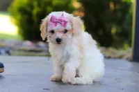 Maisie, a female Cavapoo for sale in Millersburg, OH – 4 of 8