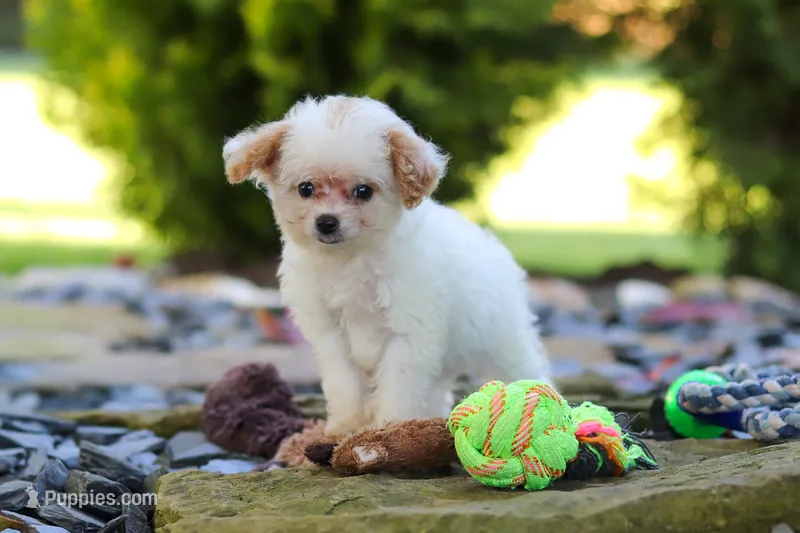 Mila – Cavapoo puppy for sale in Millersburg, OH