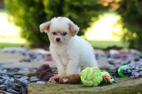 Mila, a female Cavapoo for sale in Millersburg, OH – 1 of 6