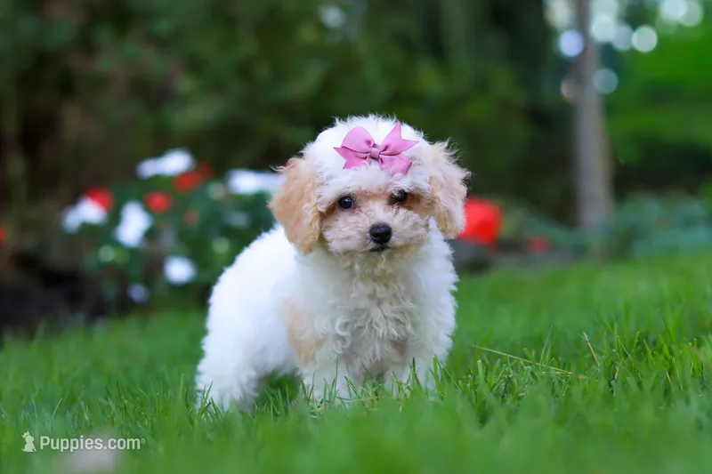 Maisie – Cavapoo puppy for sale in Millersburg, OH