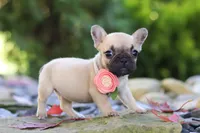 Brielle, a female French Bulldog for sale in Millersburg, OH – 5 of 6