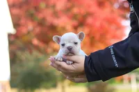 Chester, a male French Bulldog for sale in Millersburg, OH – 4 of 10