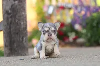 Sienna, a female French Bulldog for sale in Millersburg, OH – 4 of 10