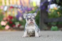 Sienna, a female French Bulldog for sale in Millersburg, OH – 3 of 10