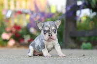 Sienna, a female French Bulldog for sale in Millersburg, OH – 8 of 10