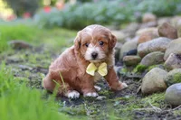 Luca, a male Maltipoo for sale in Millersburg, OH – 2 of 6