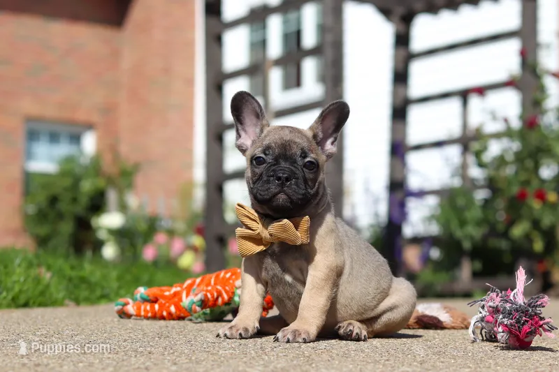 Benny – French Bulldog puppy for sale in Millersburg, OH