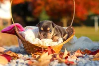 Pumpkin, a female French Bulldog for sale in Millersburg, OH – 5 of 10