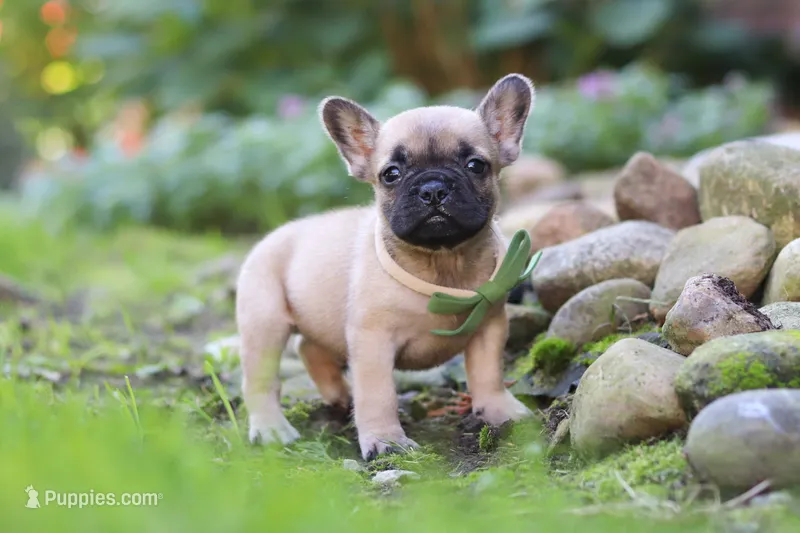 Brody – French Bulldog puppy for sale in Millersburg, OH