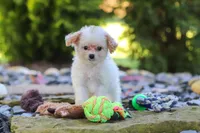 Mila, a female Cavapoo for sale in Millersburg, OH – 4 of 6