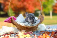 Maple, a female French Bulldog for sale in Millersburg, OH – 8 of 8