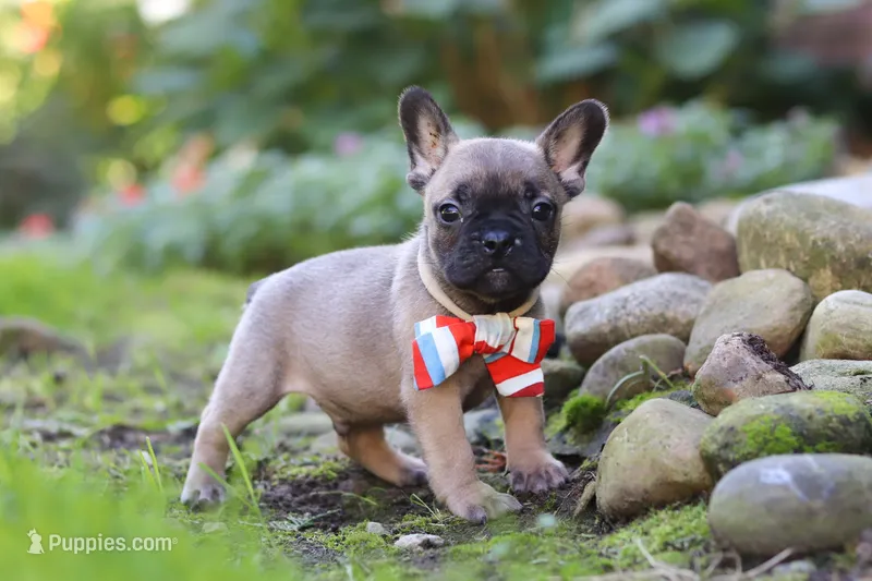 Benny – French Bulldog puppy for sale in Millersburg, OH