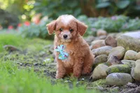 Murphy, a male Cavapoo for sale in Millersburg, OH – 2 of 7