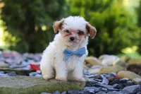 Marley, a male Cavapoo for sale in Millersburg, OH – 6 of 7
