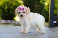 Maisie, a female Cavapoo for sale in Millersburg, OH – 7 of 8
