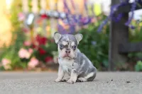 Sienna, a female French Bulldog for sale in Millersburg, OH – 2 of 10