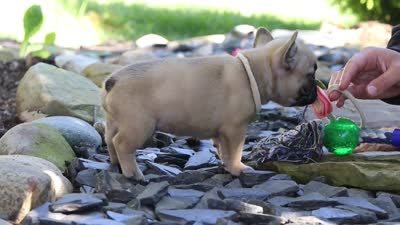 Brody, a male French Bulldog for sale in Millersburg, OH – 8 of 8