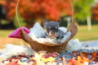 Maple, a female French Bulldog for sale in Millersburg, OH – 5 of 8