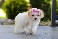 Maisie, a female Cavapoo for sale in Millersburg, OH – 6 of 8