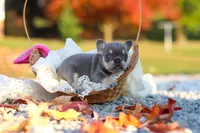 Maple, a female French Bulldog for sale in Millersburg, OH – 6 of 8