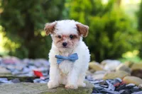 Marley, a male Cavapoo for sale in Millersburg, OH – 4 of 7