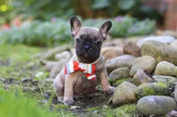 Benny, a male French Bulldog for sale in Millersburg, OH – 5 of 6