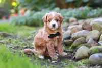 Lincoln, a male Maltipoo for sale in Millersburg, OH – 1 of 7