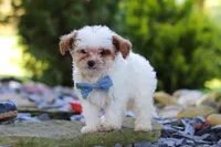 Marley, a male Cavapoo for sale in Millersburg, OH – 5 of 7